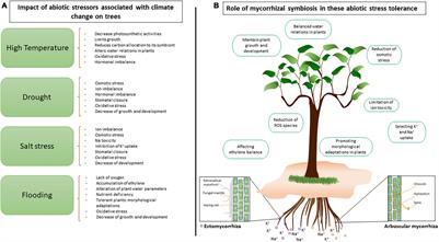 Mycorrhizal Symbiosis for Better Adaptation of Trees to Abiotic Stress Caused by Climate Change in Temperate and Boreal Forests